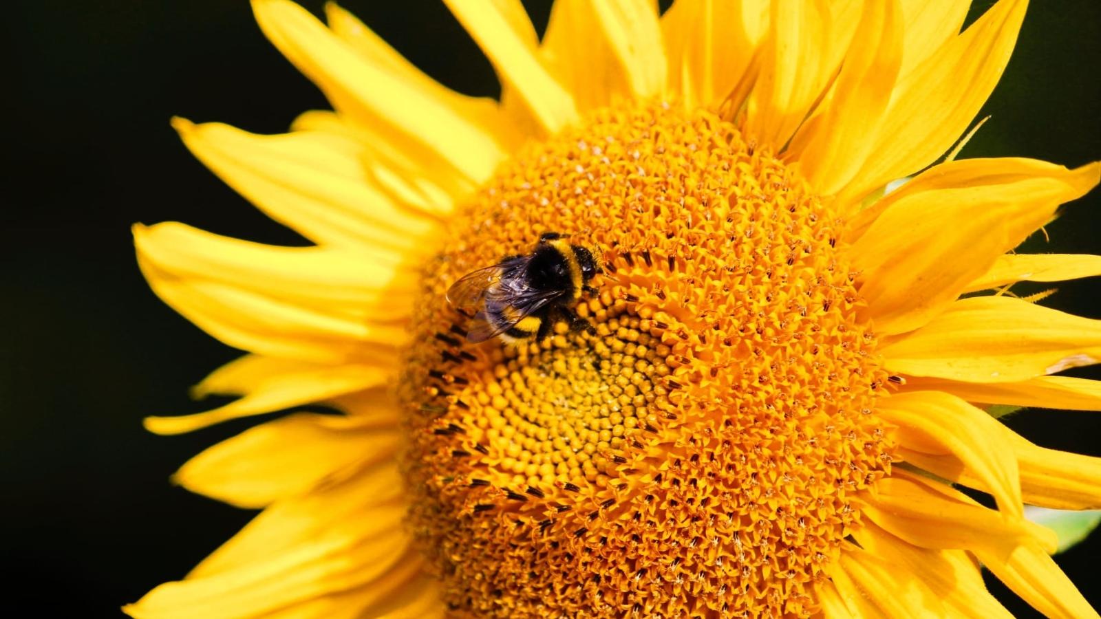 Bienen